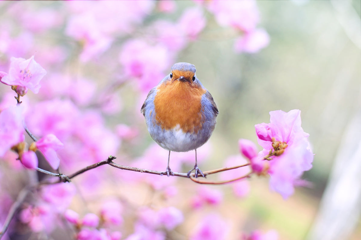 framedposter-print-spring-bird