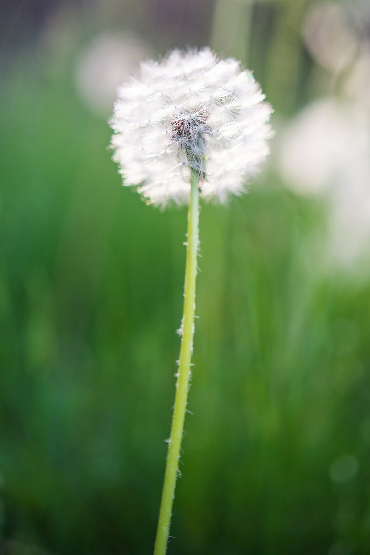 framedcanvas-print-dandelion