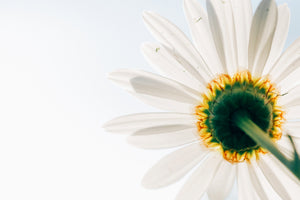 modern-3-piece-aluminium-print-a-daisy