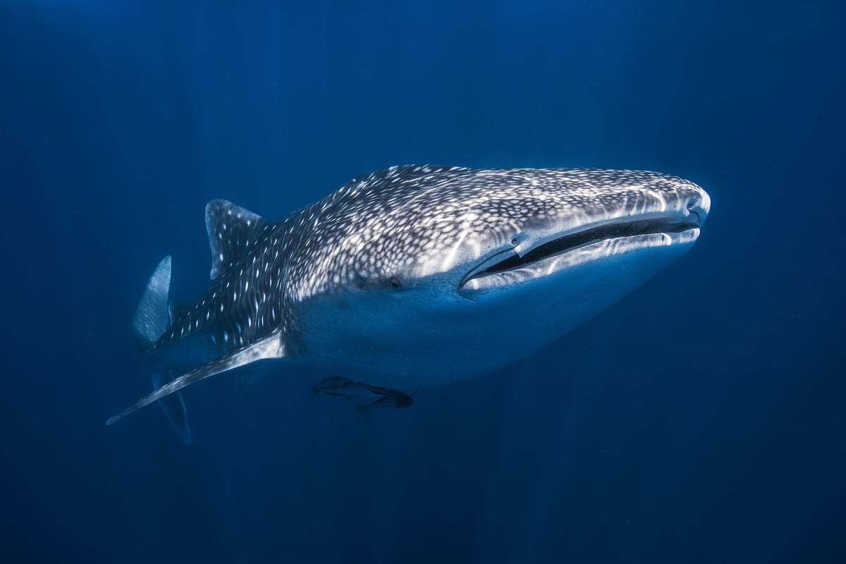 3-piece-acrylic-print-whale-shark