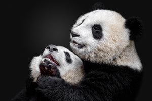 acrylic-print-pandas-x