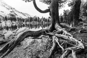 3-piece-aluminium-print-old-tree
