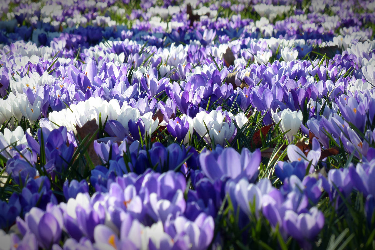 framedposter-print-a-field-full-of-crocuses