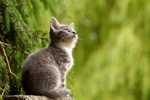 aluminium-print-wildcat