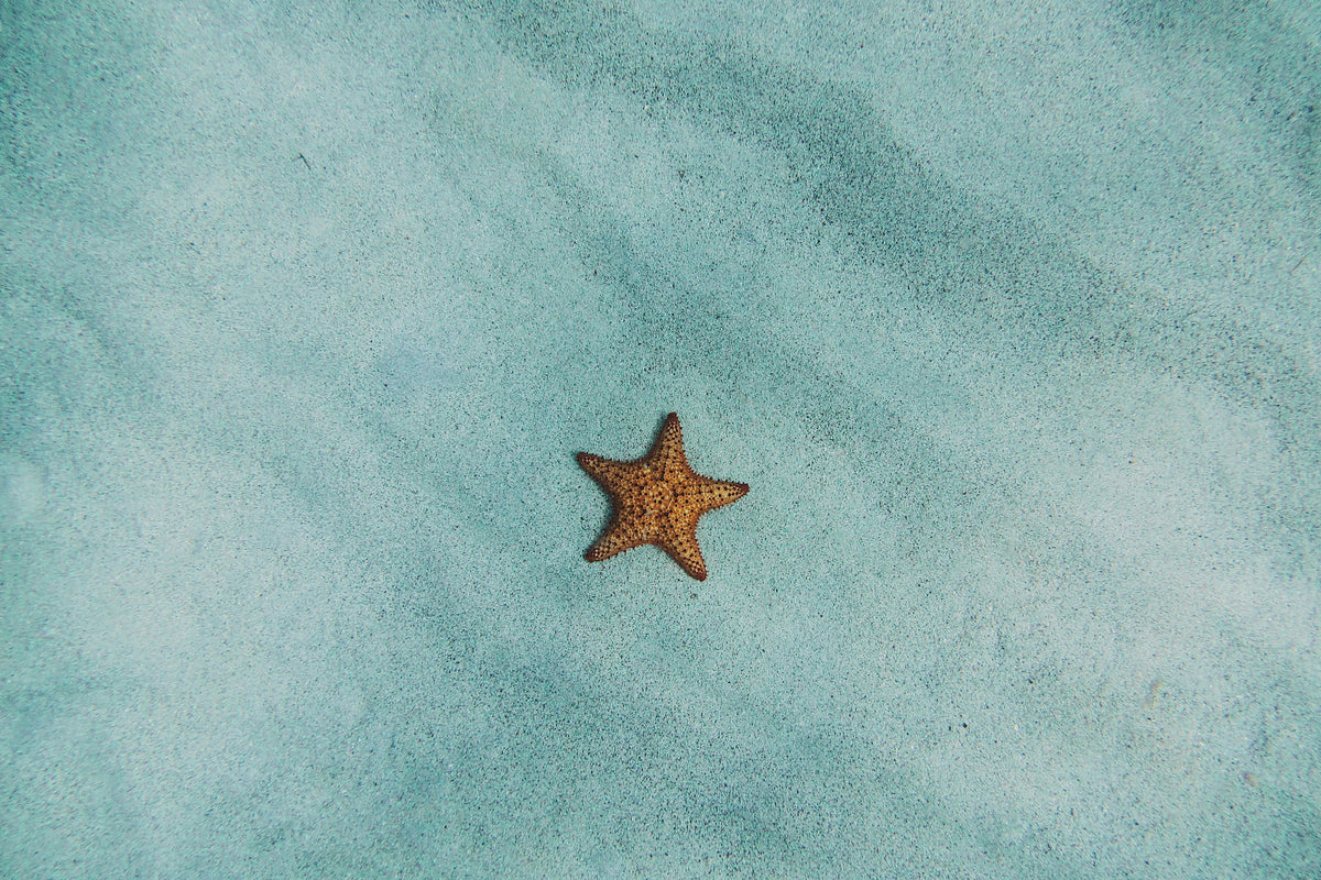 aluminium-print-the-little-starfish
