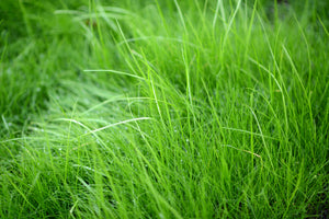 canvas-print-blades-of-grass