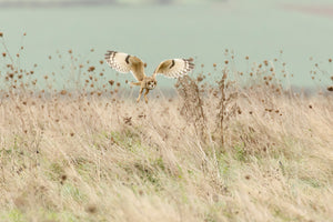 framedcanvas-print-hunting-short-eared-owl-x