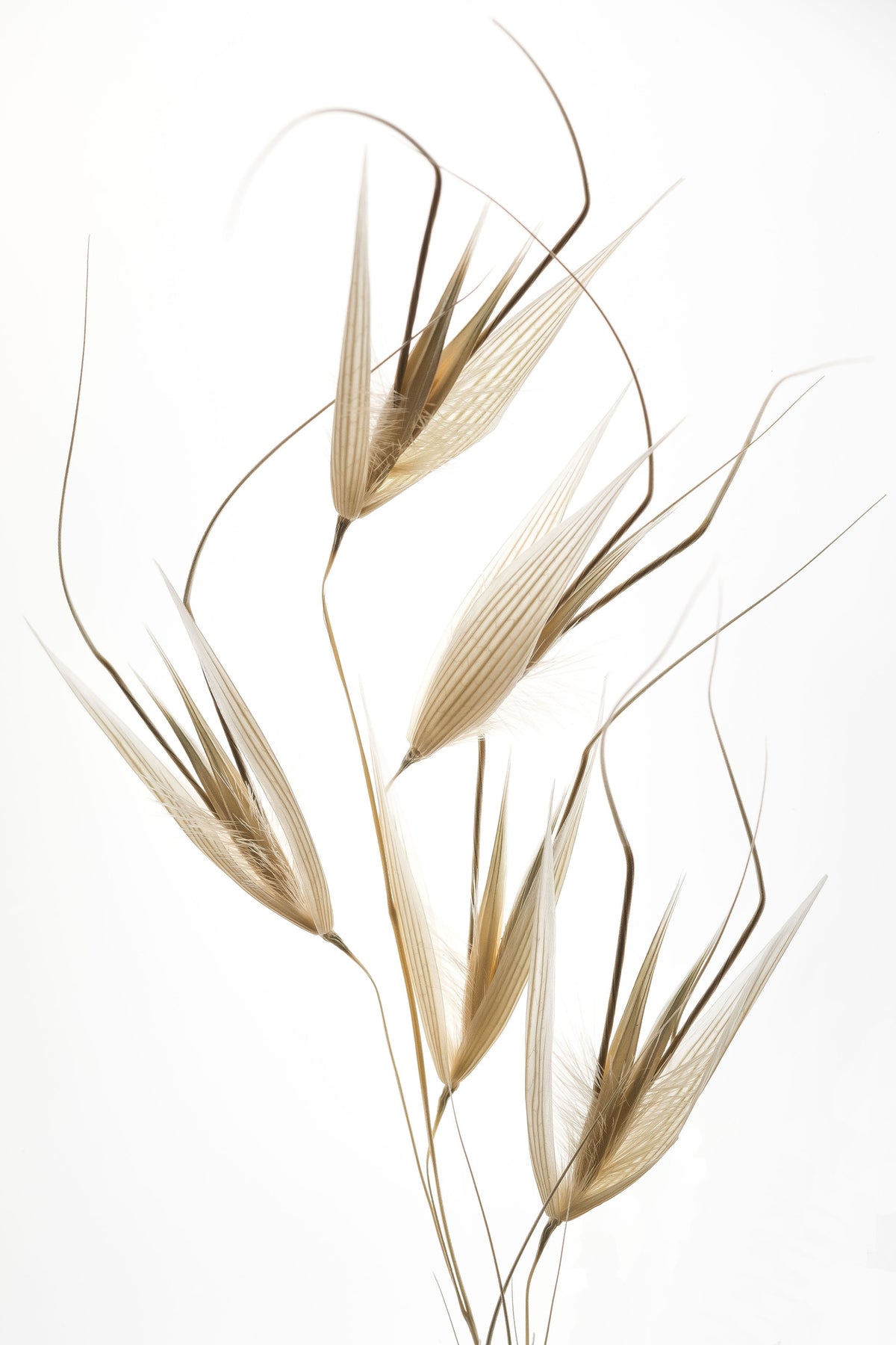 framedcanvas-print-delicacy-of-nature