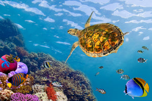 poster-print-the-turtle