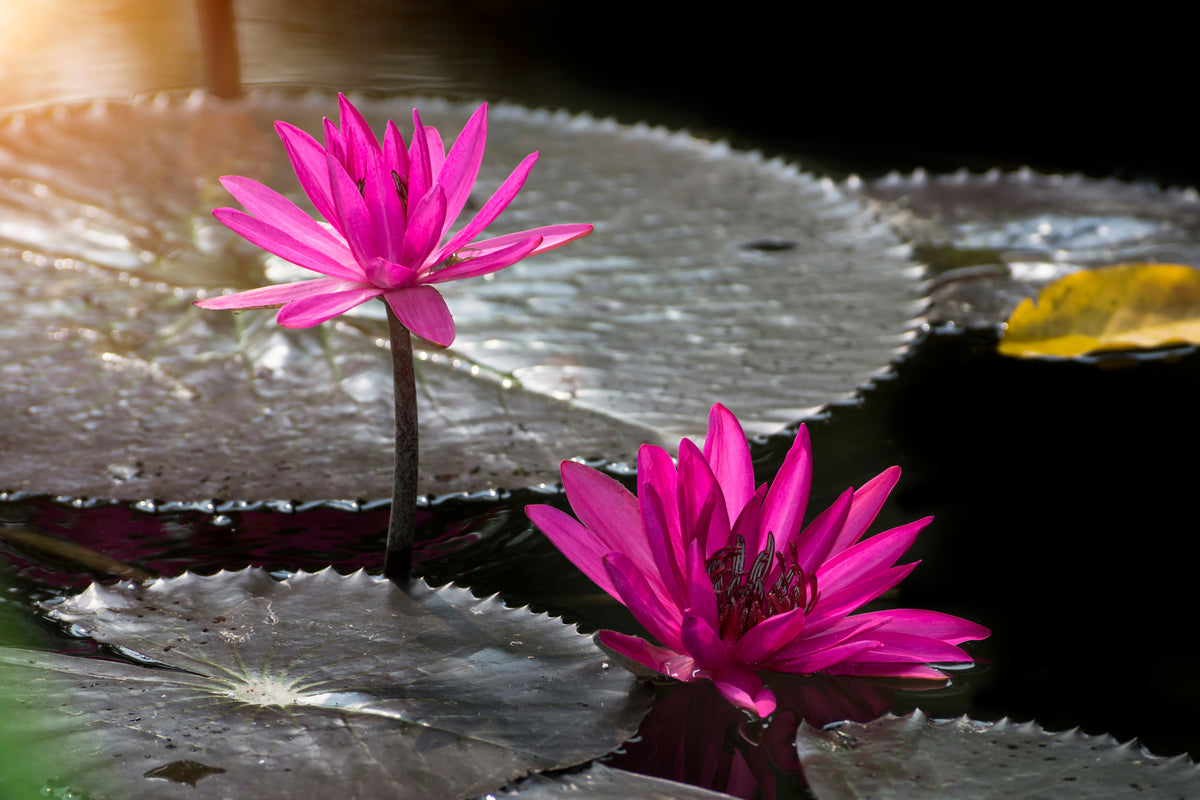 aluminium-print-water-lily-in-the-morning-dew