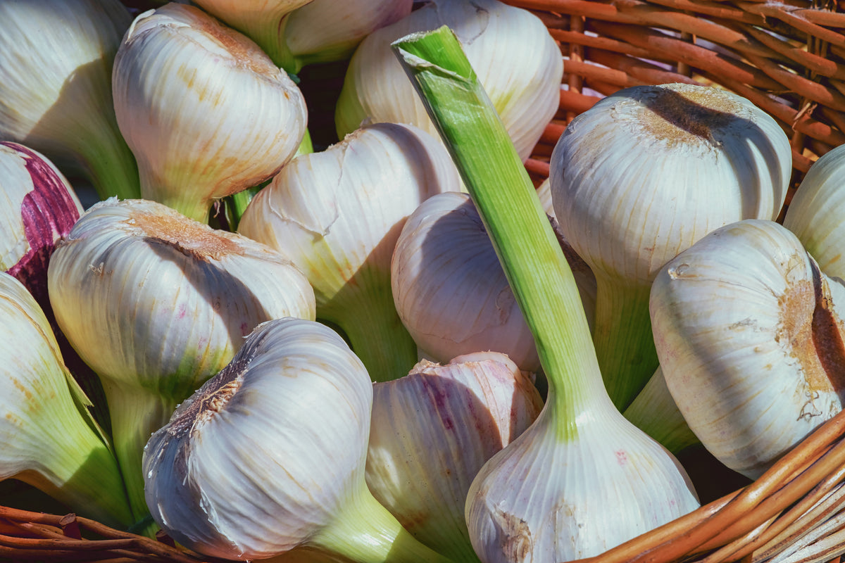 modern-3-piece-acrylic-print-fresh-garlic