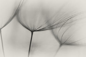 3-piece-acrylic-print-tragopogon