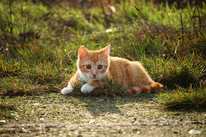 acrylic-print-kitten-in-nature