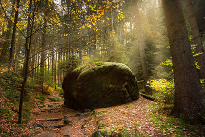 poster-print-the-rock-in-the-forest