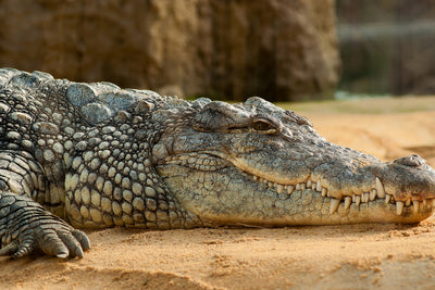 poster-print-the-nile-crocodile