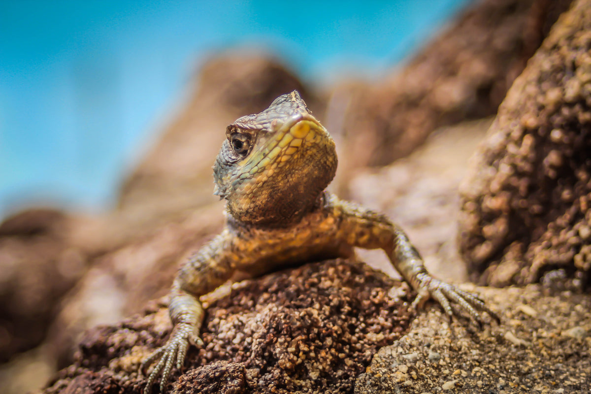 framedposter-print-little-alligator