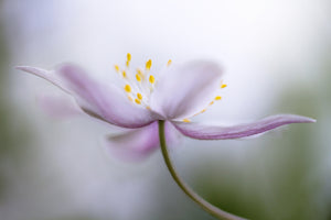 3-piece-acrylic-print-nemorosa-ii