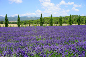 framedcanvas-print-magnificent-lavender-field