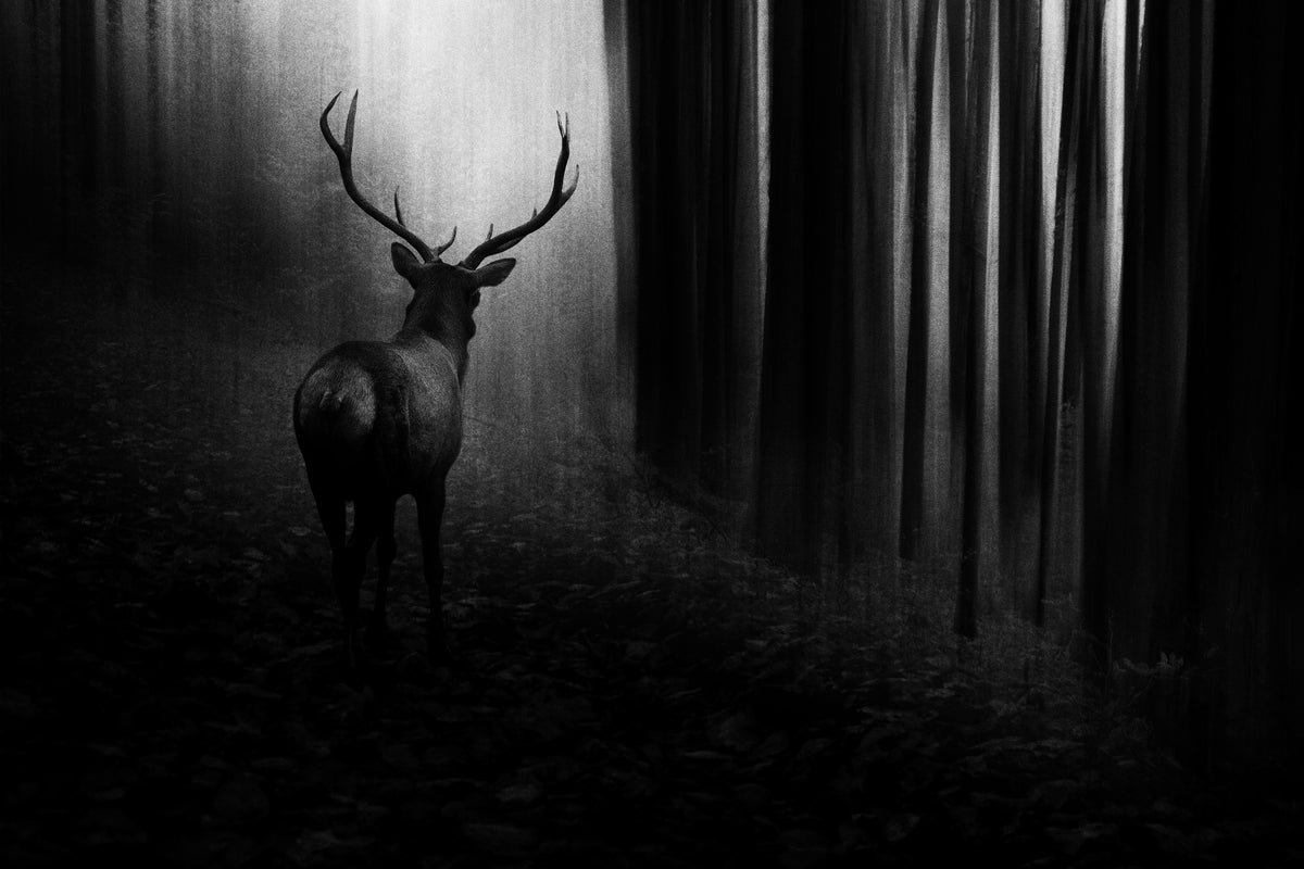 acrylic-print-stag