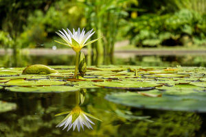 framedposter-print-water-lily-in-nature