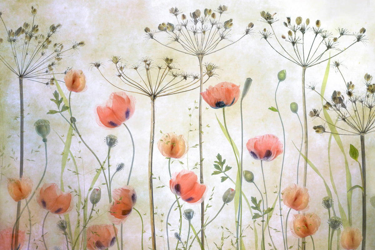 framedcanvas-print-poppy-meadow-x