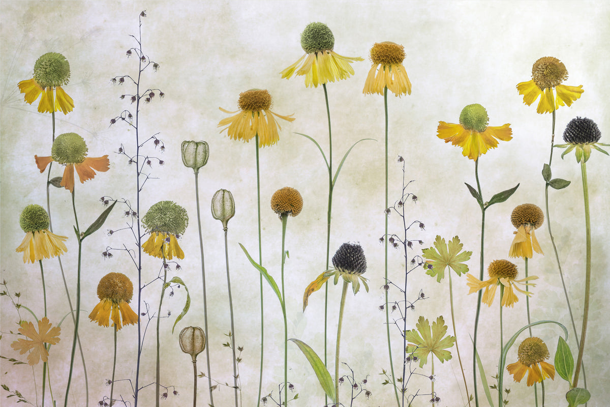 canvas-print-helenium