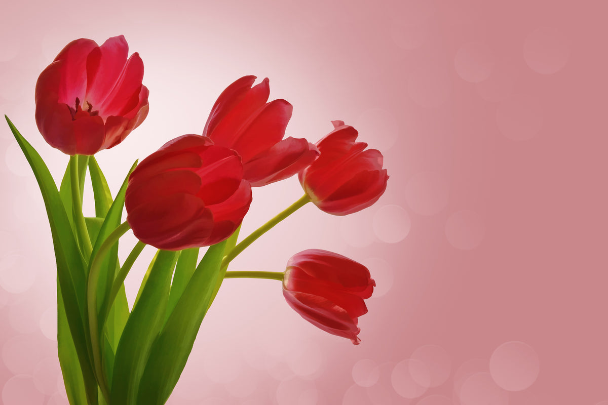 acrylic-print-red-tulips-bouquet