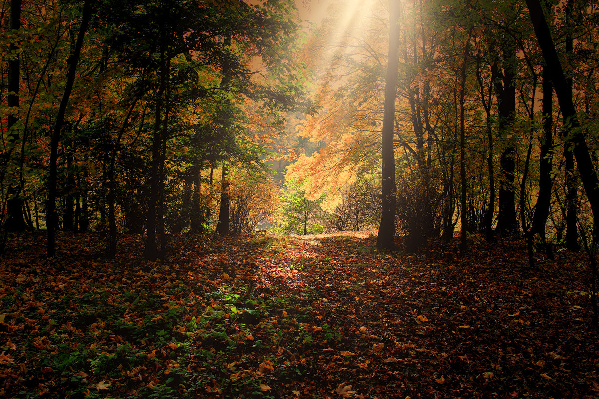 poster-print-the-deciduous-forest