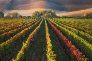 canvas-print-vineyard-in-autumn-x