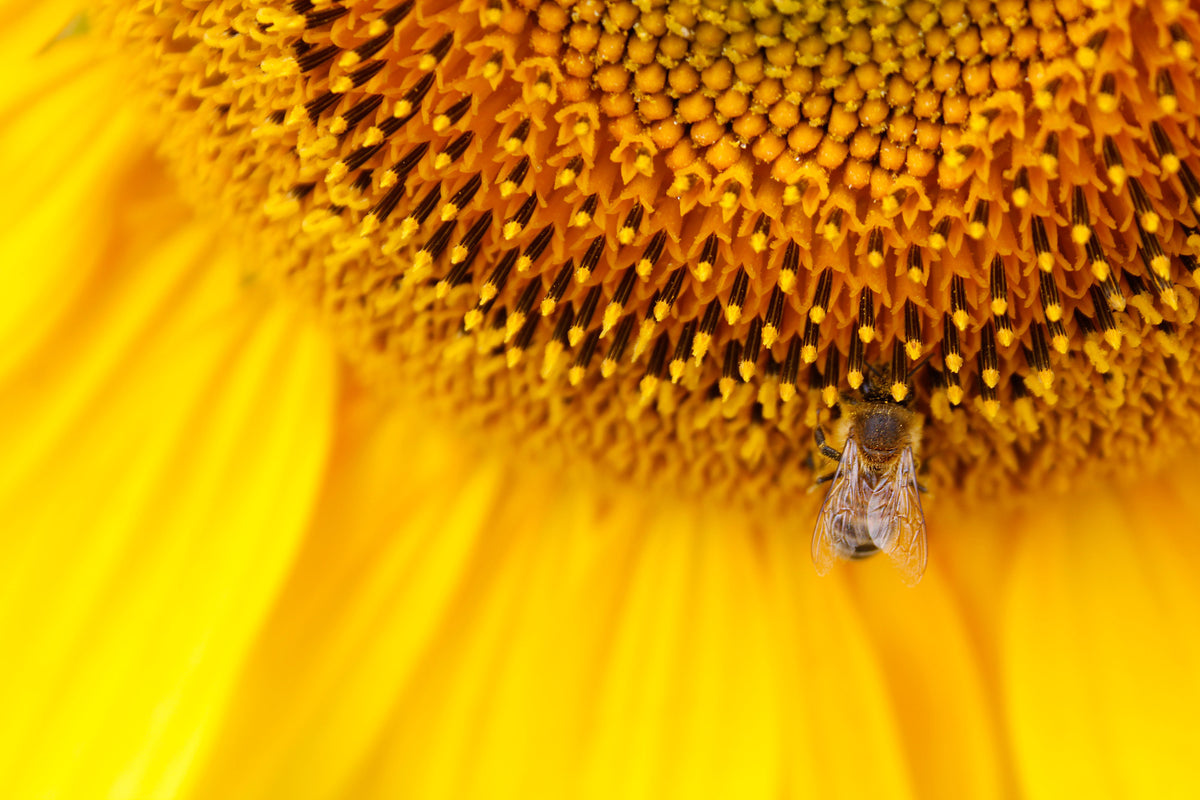 modern-3-piece-canvas-print-close-up-yellow-bud