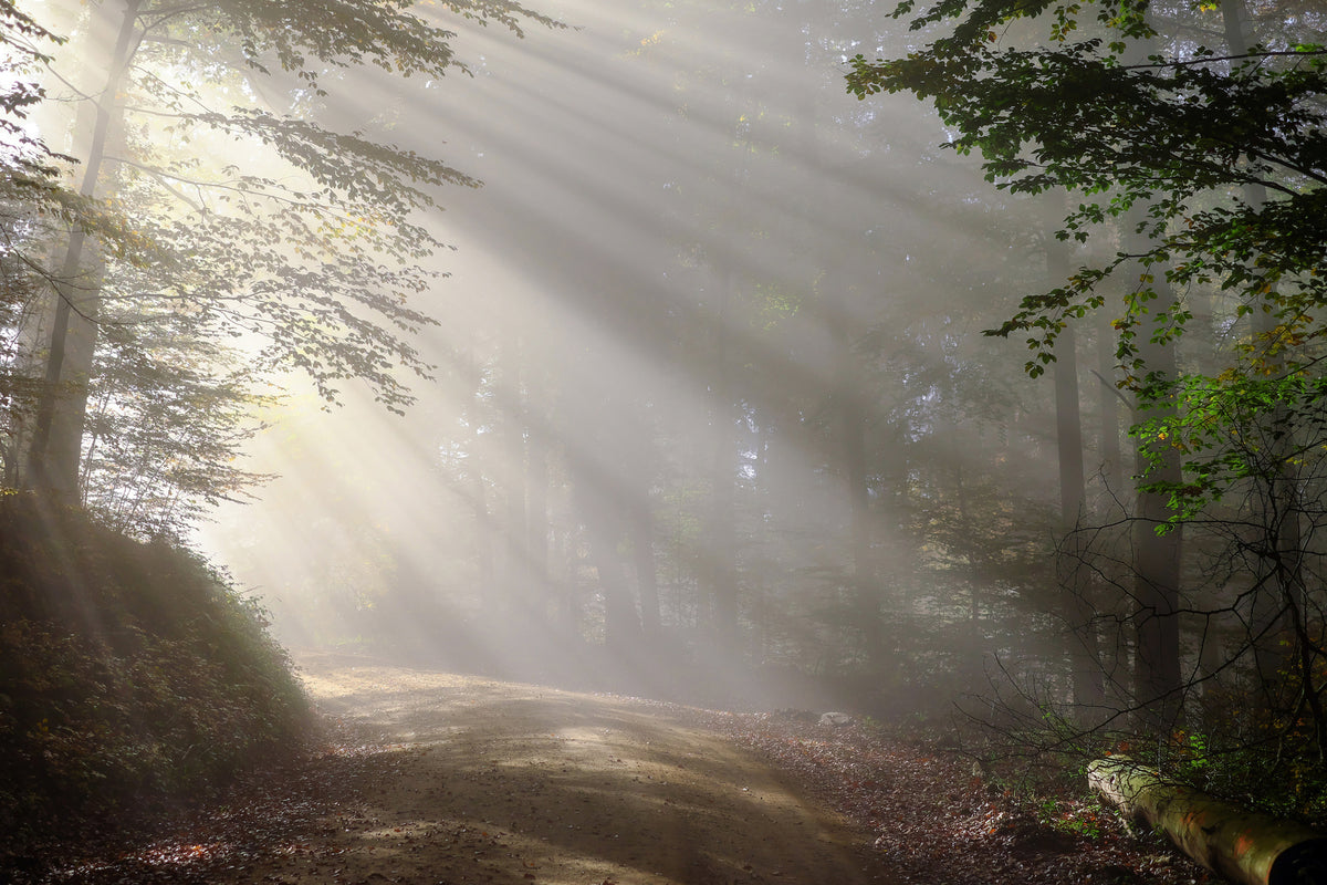 3-piece-canvas-print-mystical-light-in-the-forest