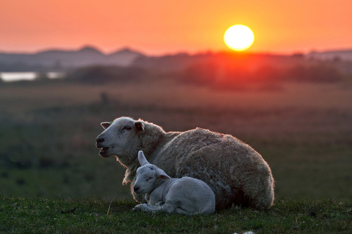 framedposter-print-sleep-well-sheep-x