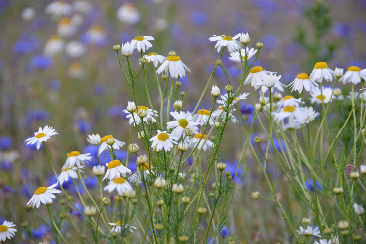 poster-print-wild-flower-meadow