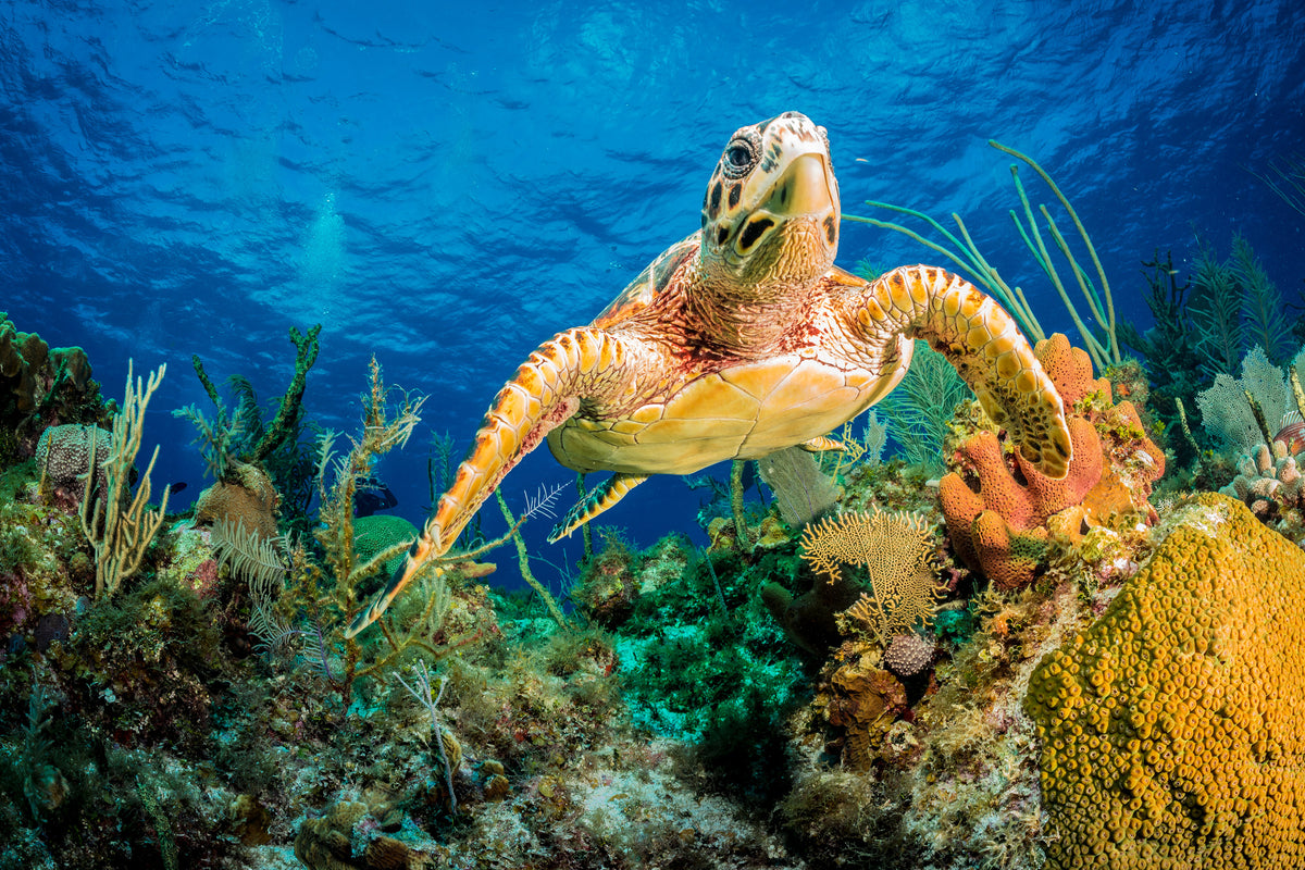 aluminium-print-turtle-in-the-reef