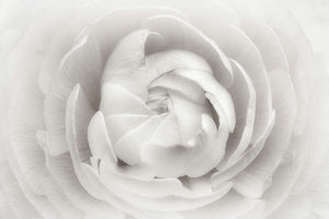 canvas-print-ranunculus
