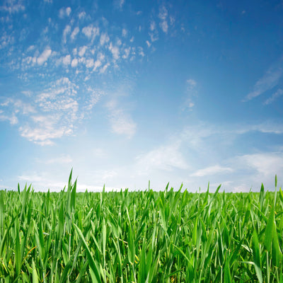 poster-print-the-grass