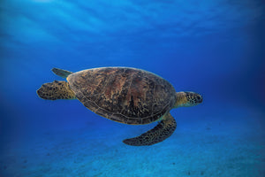 framedcanvas-print-green-turtle-in-the-blue