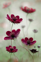 acrylic-print-cosmos-sway-x