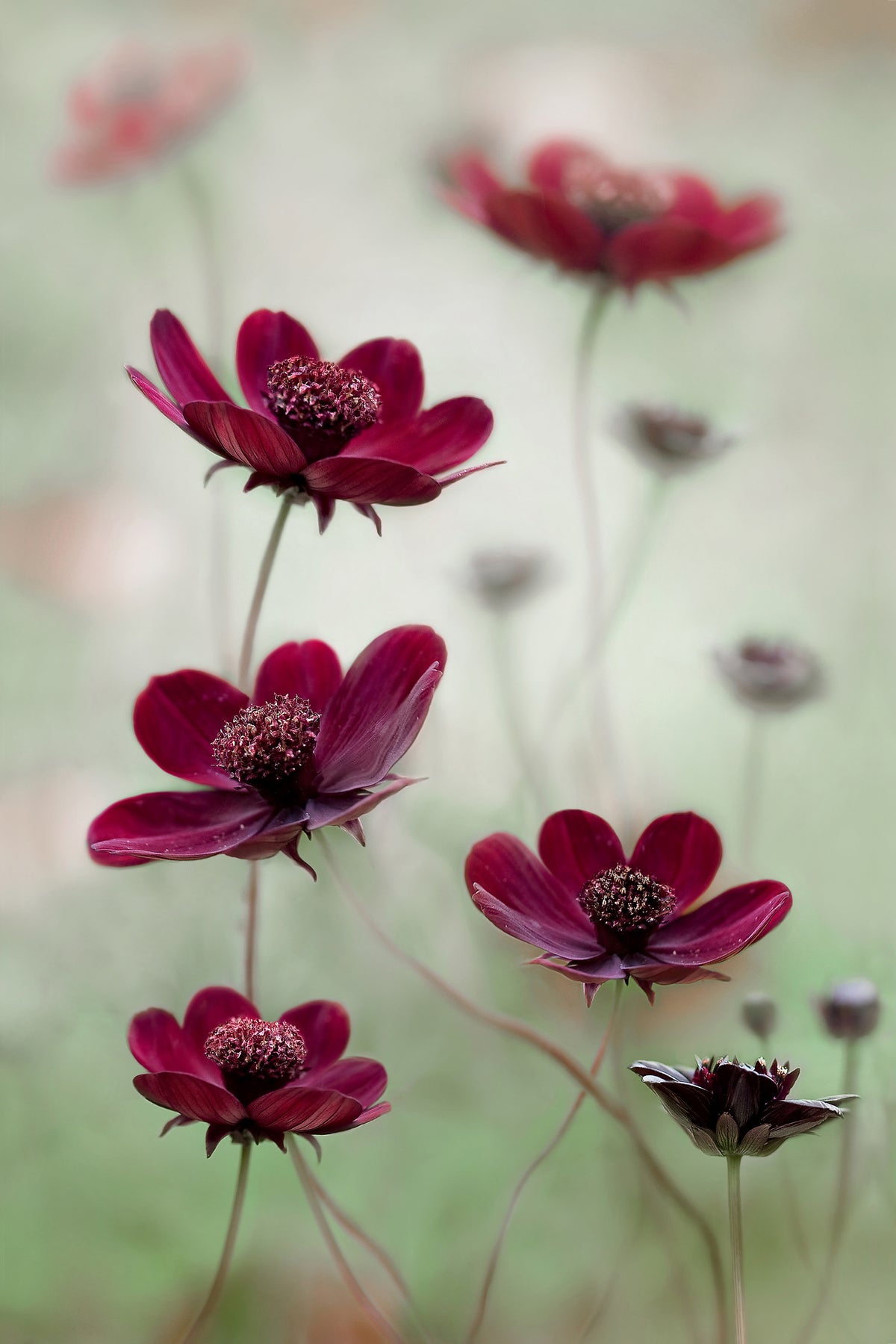 acrylic-print-cosmos-sway-x