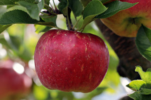 poster-print-apple-in-xxl