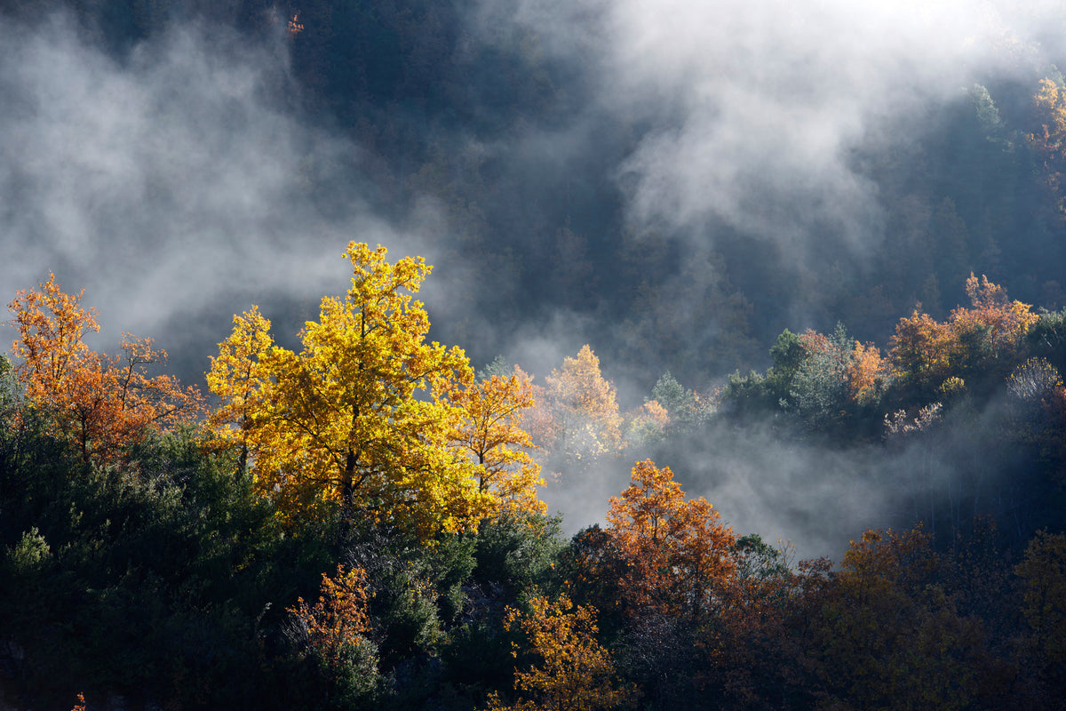 canvas-print-moonlight-forest