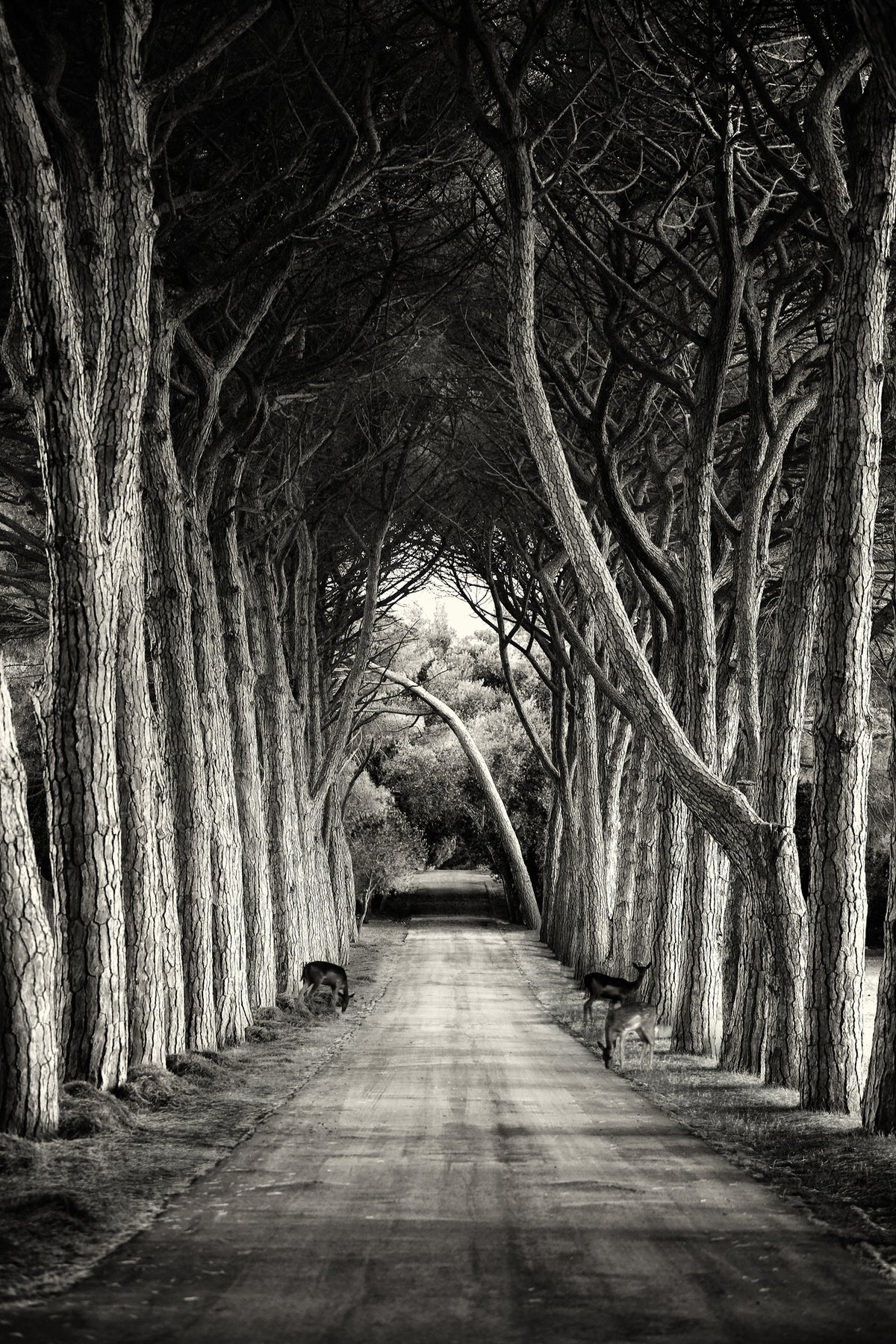 framedcanvas-print-alley