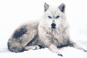 aluminium-print-the-wolf