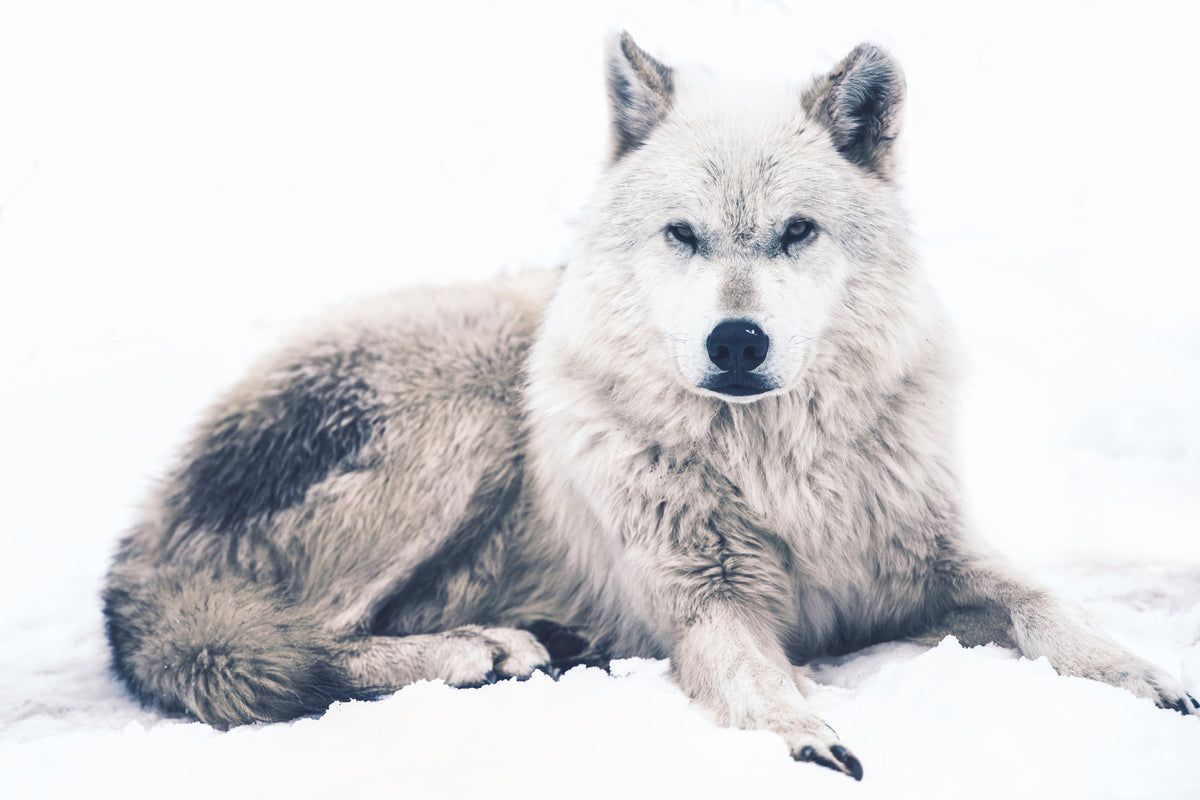 aluminium-print-the-wolf