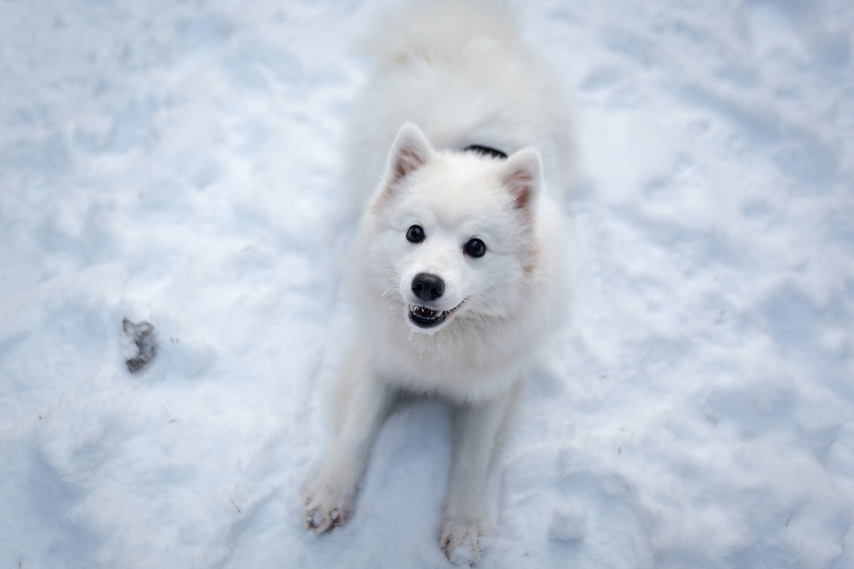 aluminium-print-dogs-joy-in-the-snow