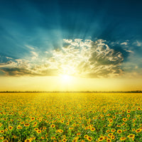 poster-print-sunflowers-in-the-evening-sun