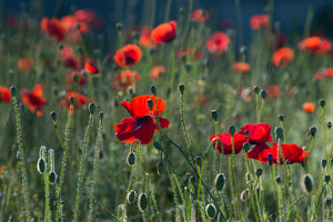 3-piece-acrylic-print-wild-poppy