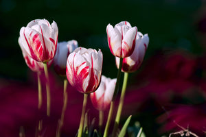 3-piece-aluminium-print-the-beauty-of-the-tulips