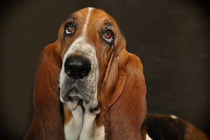 poster-print-typical-basset