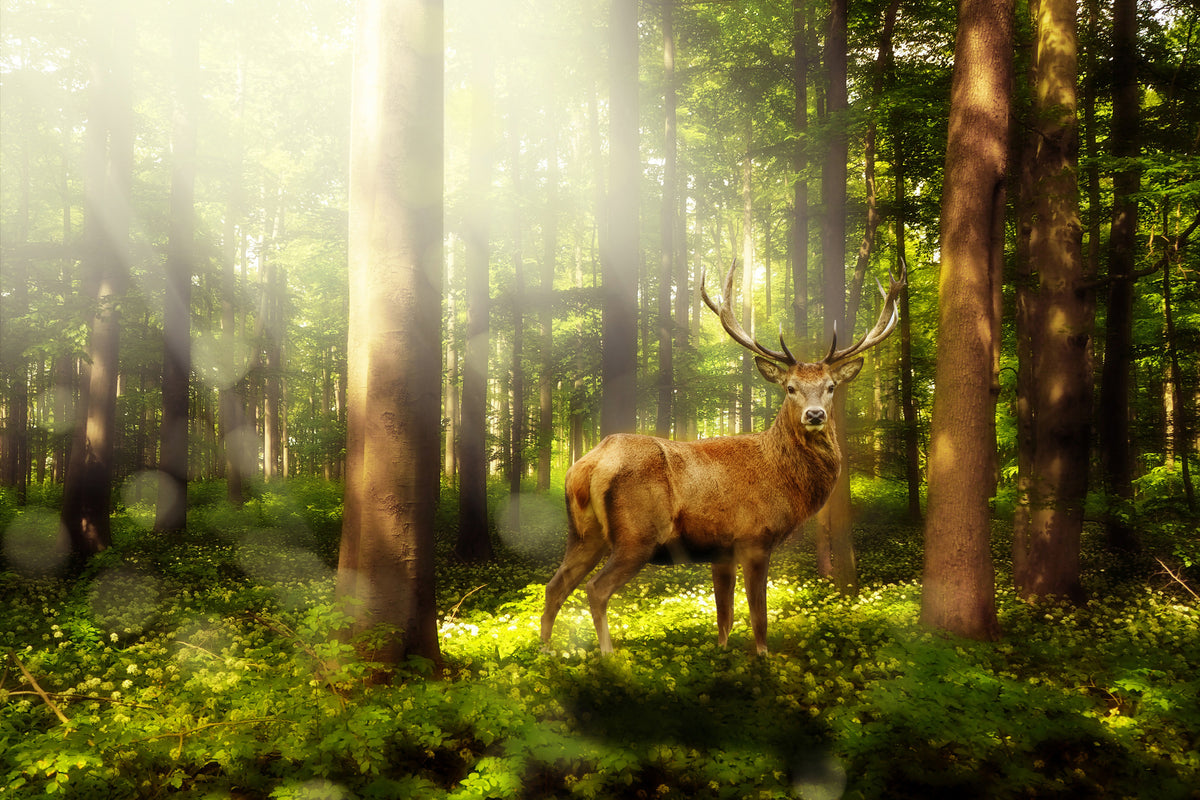 framedcanvas-print-attention-deer